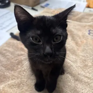 Estrellita