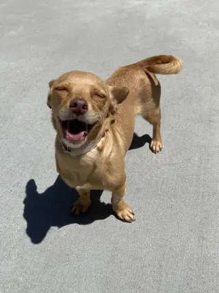 Nena