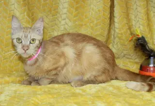 Betty - 44070