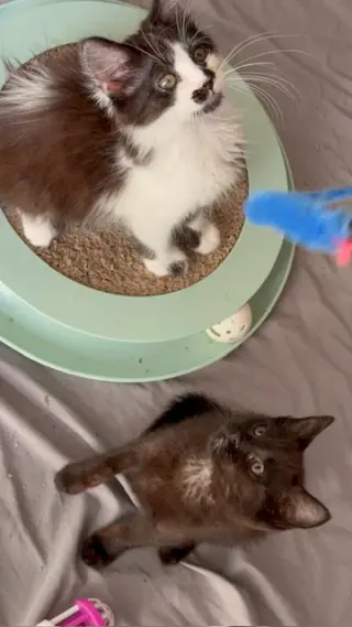 Chandler & Nalia (Courtesy Post)