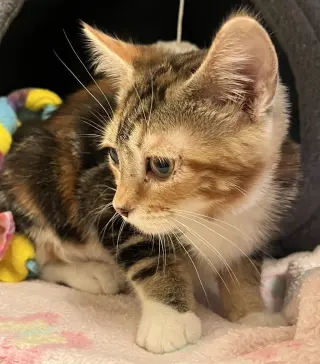 Callie