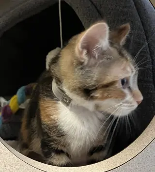 Callie