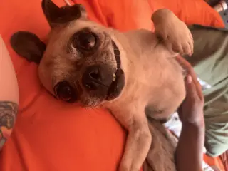FIONA #4