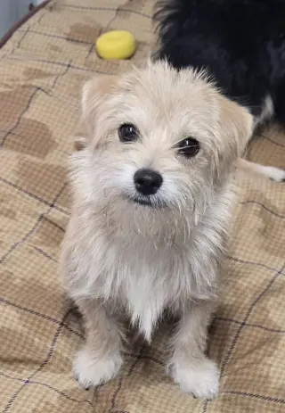 ML Popcorn