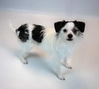 Sassi