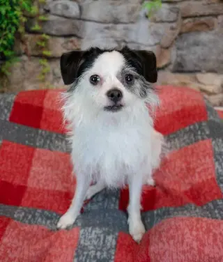 Sassi