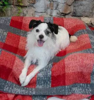 Sassi