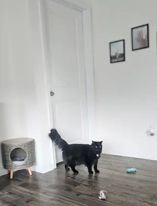 Stella & Uno