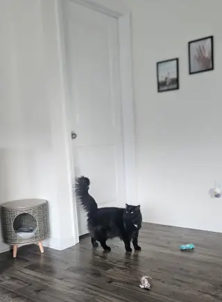 Stella & Uno