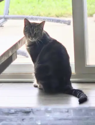 Uno & Stella - 911!!!