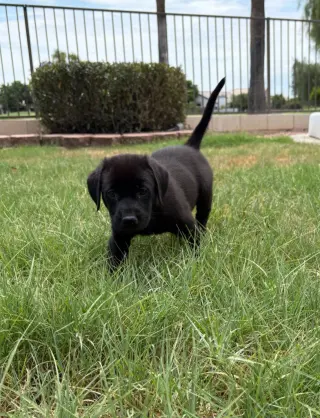 Ferris