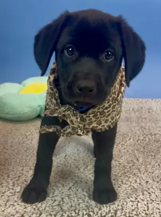 Ferris