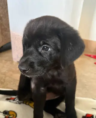 Ferris
