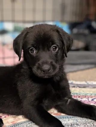 Todd