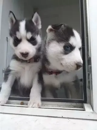 Siberian Husky Puppies