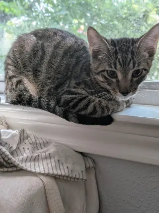 Oatmeal Creme Pie