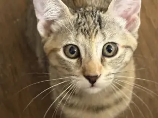 Katy