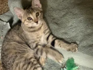 Katy