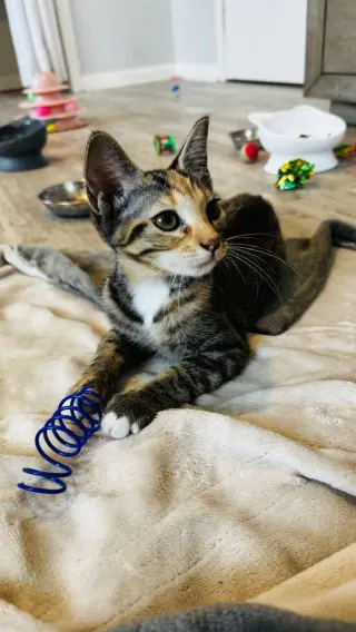 Radish