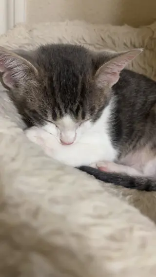Burrito.