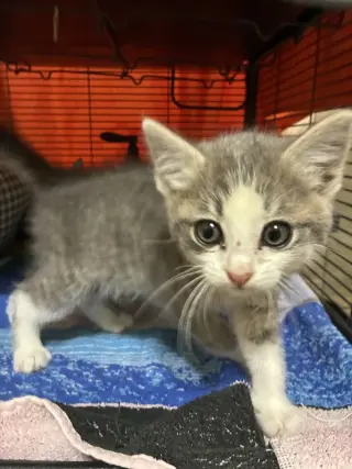 Burrito.