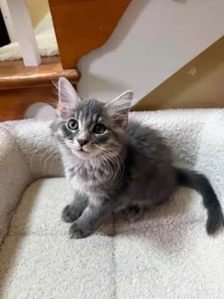 Slugger