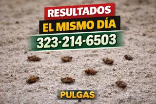 FUMIGACION ECONOMICA $50