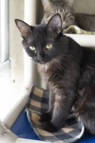 Iris
