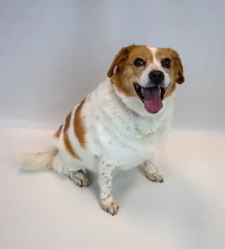 Hallie