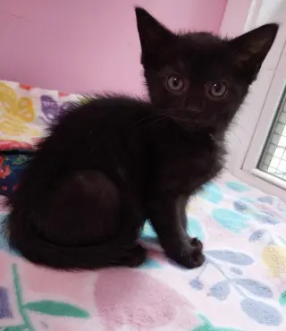 Eclipse * IN FOSTER *