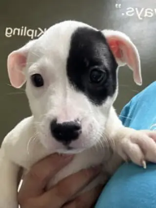 Elvis