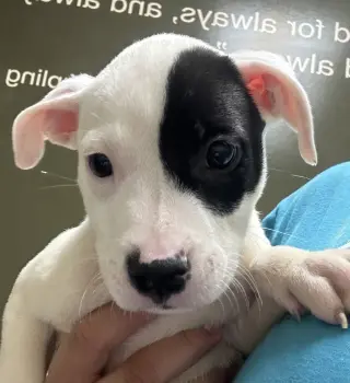Elvis