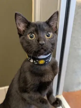Lou