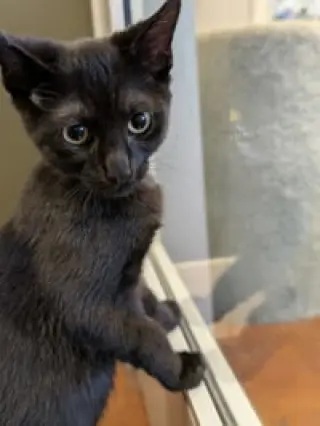 Jack