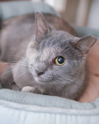 Karen