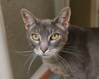 Gracie