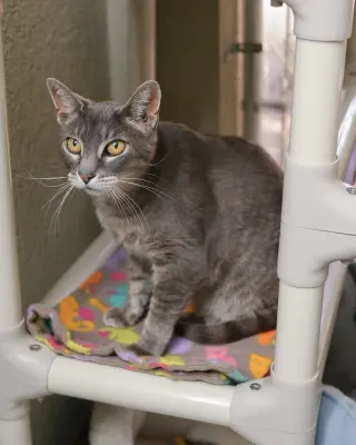 Gracie