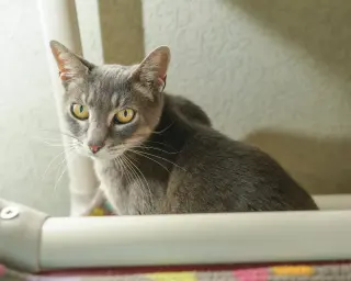 Gracie