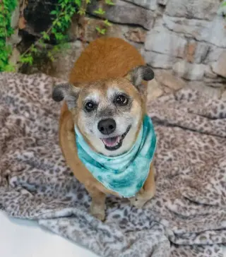 Daisey