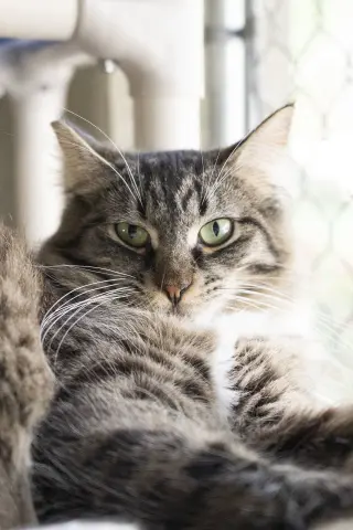 Tuffy