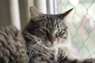 Tuffy