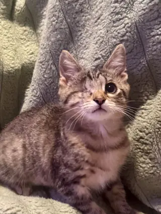 Klein
