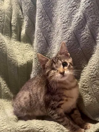 Klein