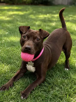 Emmy