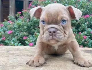 English bulldog puppy for sale