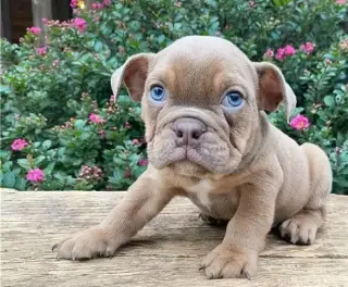English bulldog puppy for sale