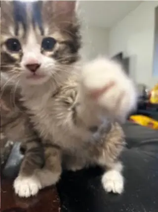 Squish