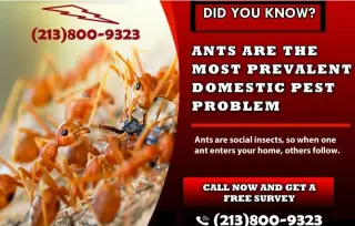 CONTROL TERMITAS (213)800-9323