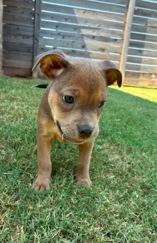 Daisy
