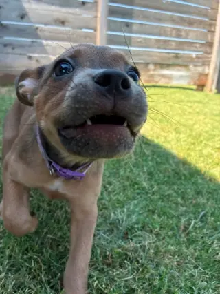 Daisy